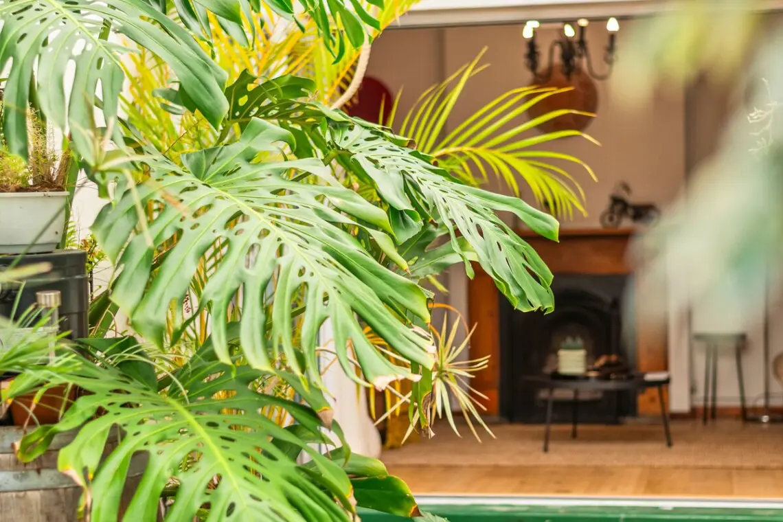 b2b58771 ae53 46f1 bf8b d50ef6e4ad9d.jpeg